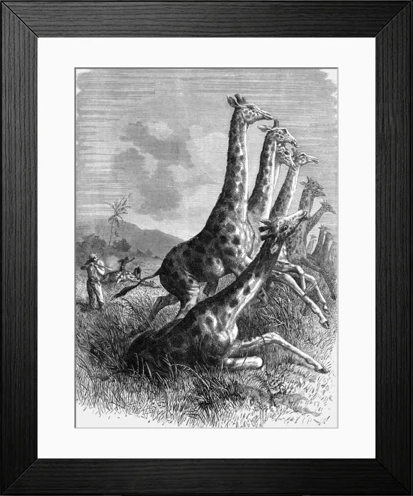 Framed Print : Hunting the Giraffe; Life in a South African Colony, 1875. Creator: Unknown Framed Print : Hunting the Giraffe; Life in a South African Colony, 1875. Creator: Unknown