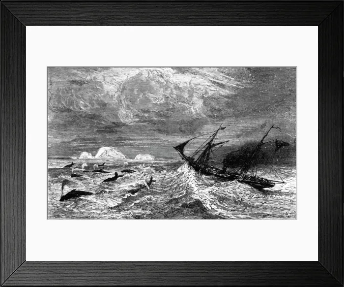 Framed Print : In the midst of Leviathan. ; A Boat adventure in the Behrings Sea, 1875. Creator: Unknown Framed Print : In the midst of Leviathan. ; A Boat adventure in the Behrings Sea, 1875. Creator: Unknown