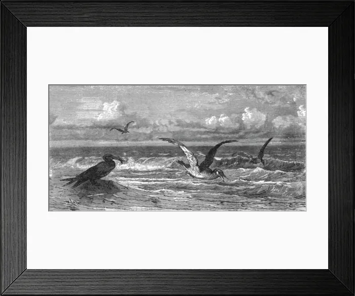 Framed Print : Scissor-Bills in pursuit of Prey; A Flying Visit to Florida, 1875. Creator: Thomas Mayne Reid Framed Print : Scissor-Bills in pursuit of Prey; A Flying Visit to Florida, 1875. Creator: Thomas Mayne Reid