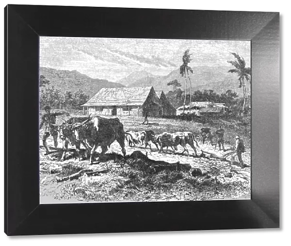 Farm in the Tugela Thorns; Life in a South African Colony, 1875. Creator: Unknown
