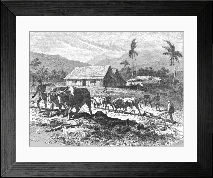 Framed Print : Farm in the Tugela Thorns; Life in a South African Colony, 1875. Creator: Unknown Framed Print : Farm in the Tugela Thorns; Life in a South African Colony, 1875. Creator: Unknown