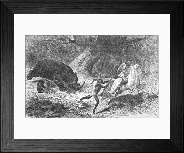 Framed Print : Charge of the Black Rhinoceros; Life in a South African Colony, 1875. Creator: Unknown Framed Print : Charge of the Black Rhinoceros; Life in a South African Colony, 1875. Creator: Unknown