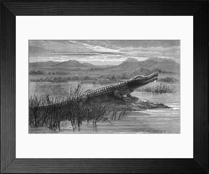 Framed Print : Crocodile; Life in a South African Colony, 1875. Creator: Unknown Framed Print : Crocodile; Life in a South African Colony, 1875. Creator: Unknown