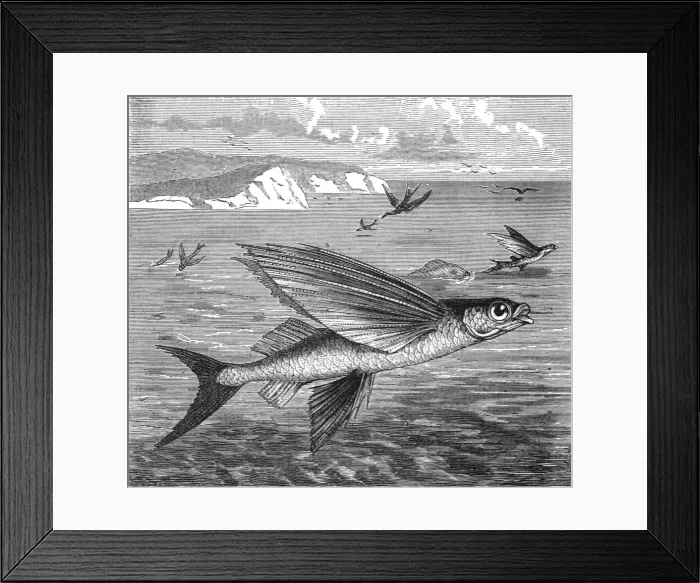 Framed Print : Flying Fish and their Foes; A Flying Visit to Florida, 1875. Creator: Thomas Mayne Reid Framed Print : Flying Fish and their Foes; A Flying Visit to Florida, 1875. Creator: Thomas Mayne Reid