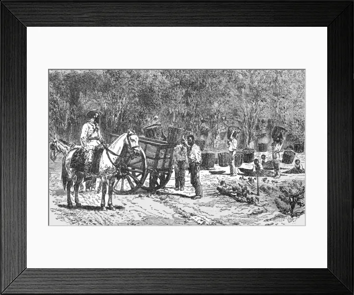 Framed Print : Coffee Gathering; Rio De Janeiro and the Organ Mountains, 1875. Creator: Thomas Woodbine Hinchliff Framed Print : Coffee Gathering; Rio De Janeiro and the Organ Mountains, 1875. Creator: Thomas Woodbine Hinchliff