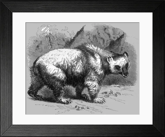 Framed Print : The Brown Bear; Notes of a Naturalist in the North-Western Provinces of India, 1875. Creator: Charles Horne Framed Print : The Brown Bear; Notes of a Naturalist in the North-Western Provinces of India, 1875. Creator: Charles Horne
