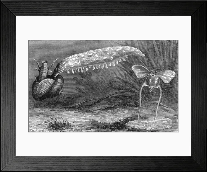 Framed Print : Bait of the Florida Fisherman; A Flying Visit to Florida, 1875. Creator: Thomas Mayne Reid Framed Print : Bait of the Florida Fisherman; A Flying Visit to Florida, 1875. Creator: Thomas Mayne Reid