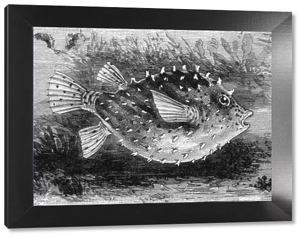 The Pump-Fish of Florida; A Flying Visit to Florida, 1875. Creator: Thomas Mayne Reid