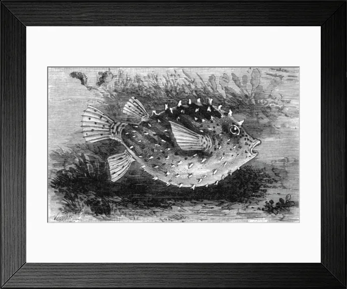 Framed Print : The Pump-Fish of Florida; A Flying Visit to Florida, 1875. Creator: Thomas Mayne Reid Framed Print : The Pump-Fish of Florida; A Flying Visit to Florida, 1875. Creator: Thomas Mayne Reid