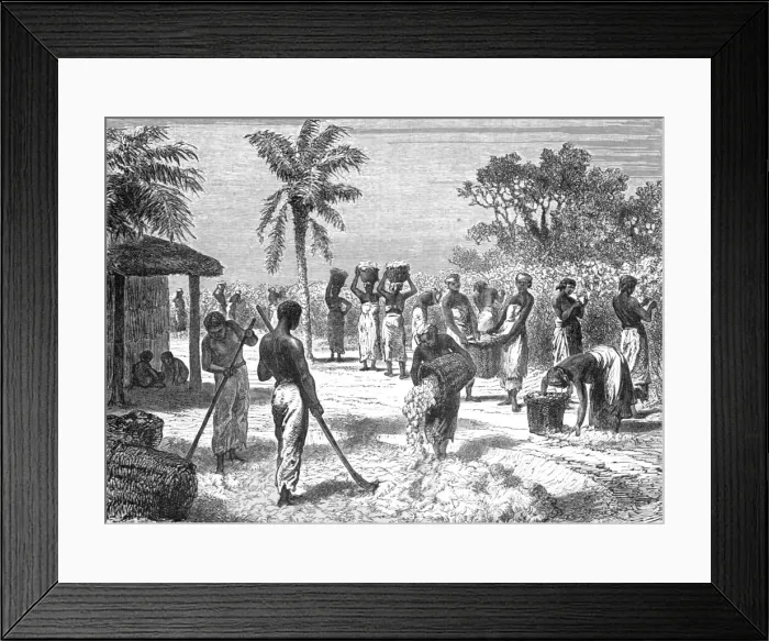 Framed Print : The Cotton Harvest; Rio De Janeiro and the Organ Mountains, 1875. Creator: Thomas Woodbine Hinchliff Framed Print : The Cotton Harvest; Rio De Janeiro and the Organ Mountains, 1875. Creator: Thomas Woodbine Hinchliff