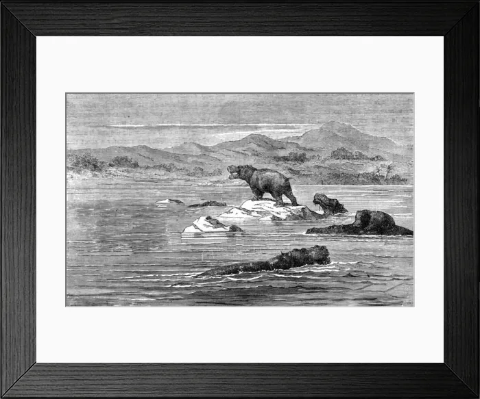 Framed Print : The Haunt of the Sea-Cow; Life in a South African Colony, 1875. Creator: Unknown Framed Print : The Haunt of the Sea-Cow; Life in a South African Colony, 1875. Creator: Unknown