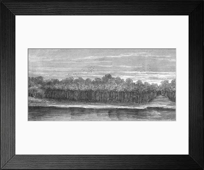 Framed Print : A Palm Grove in the Tierra Caliente; An Ascent of the Cofre de Perote, Mexico, 1875. Creator: Unknown Framed Print : A Palm Grove in the Tierra Caliente; An Ascent of the Cofre de Perote, Mexico, 1875. Creator: Unknown