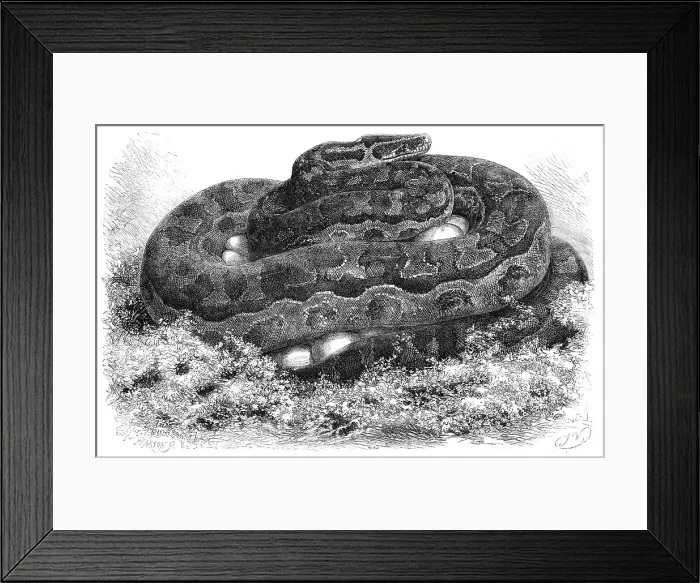 Framed Print : The Great Python Serpent incubating at the Zoological Society's Gardens, Regent's Park, 1862. Creator: Pearson Framed Print : The Great Python Serpent incubating at the Zoological Society's Gardens, Regent's Park, 1862. Creator: Pearson