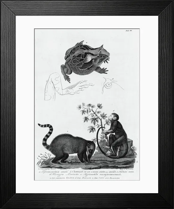 Framed Print : A / Brazil Frog; B / Its Eyes; C / Hind Leg; D / Makako Lemur; E / Anteater with Motley Tail, 1813. Creator: Unknown Framed Print : A / Brazil Frog; B / Its Eyes; C / Hind Leg; D / Makako Lemur; E / Anteater with Motley Tail, 1813. Creator: Unknown
