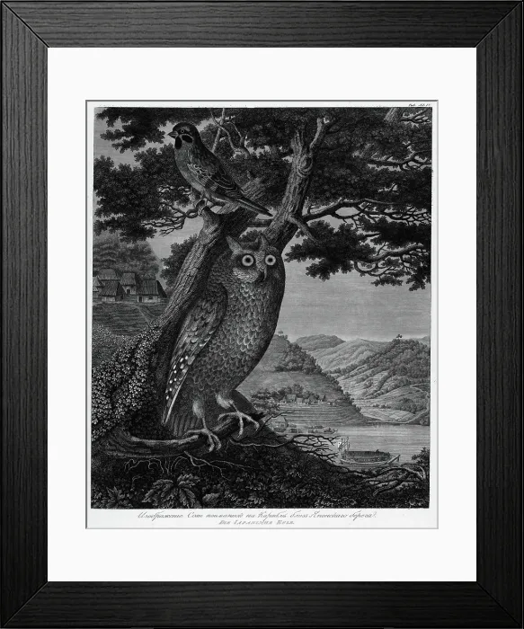 Framed Print : Illustration of an Owl Caught on the Ship Near the Japanese Shore, 1813. Creator: Unknown Framed Print : Illustration of an Owl Caught on the Ship Near the Japanese Shore, 1813. Creator: Unknown