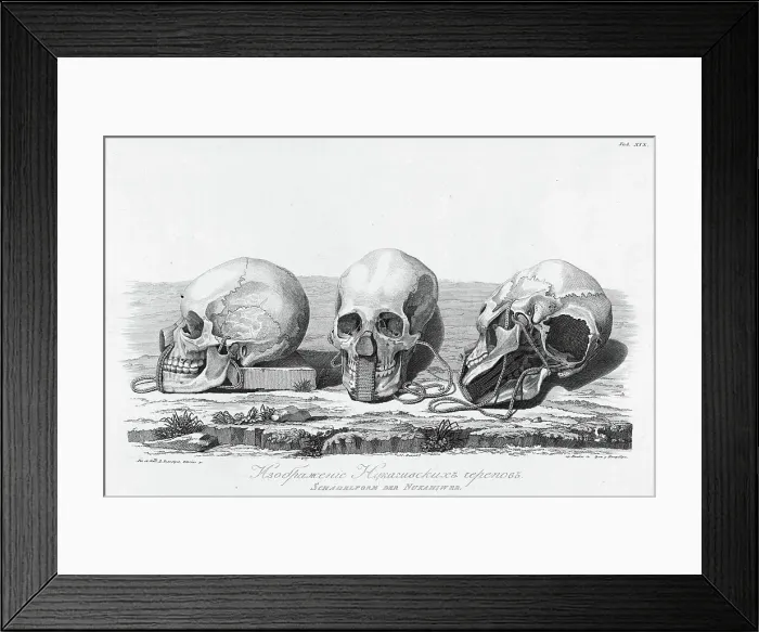 Framed Print : Illustration of Nukagiva Skulls, 1813. Creator: Unknown Framed Print : Illustration of Nukagiva Skulls, 1813. Creator: Unknown