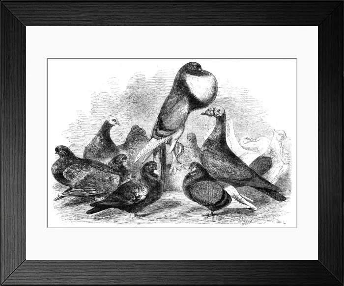 Framed Print : Prize Pigeons at the recent show of the Halifax Fancy Pigeon Association, 1862. Creator: Harrison Weir Framed Print : Prize Pigeons at the recent show of the Halifax Fancy Pigeon Association, 1862. Creator: Harrison Weir