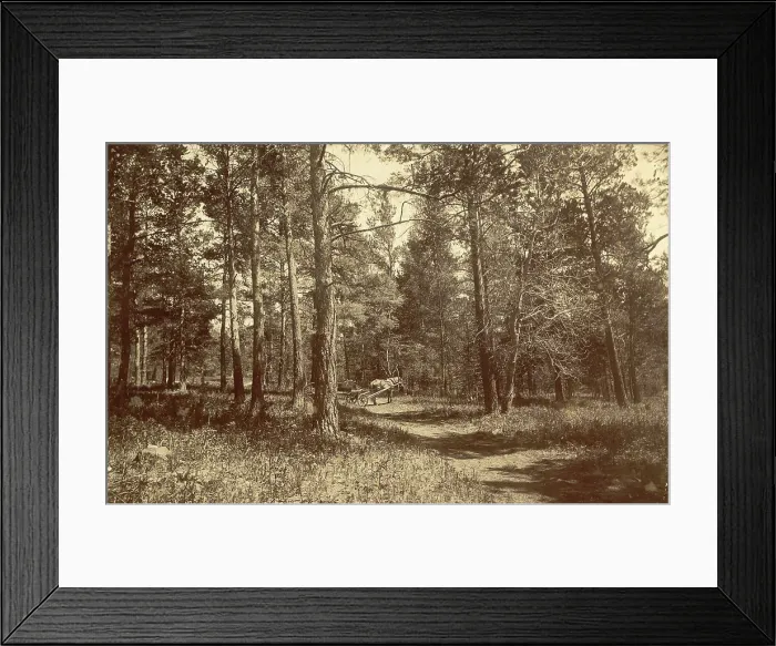Framed Print : Pine Forest Near Karkaralinskaya Station, 1909. Creator: Nikolai Georgievich Katanaev Framed Print : Pine Forest Near Karkaralinskaya Station, 1909. Creator: Nikolai Georgievich Katanaev