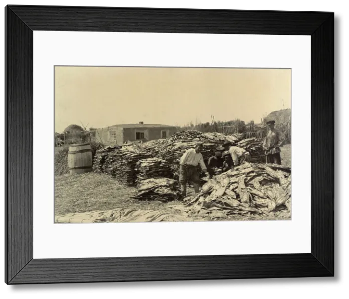 Framed Print : Stores of Fish on the Shore: Fishing on Lake Zaisan, 1909. Creator: Nikolai Georgievich Katanaev Framed Print : Stores of Fish on the Shore: Fishing on Lake Zaisan, 1909. Creator: Nikolai Georgievich Katanaev