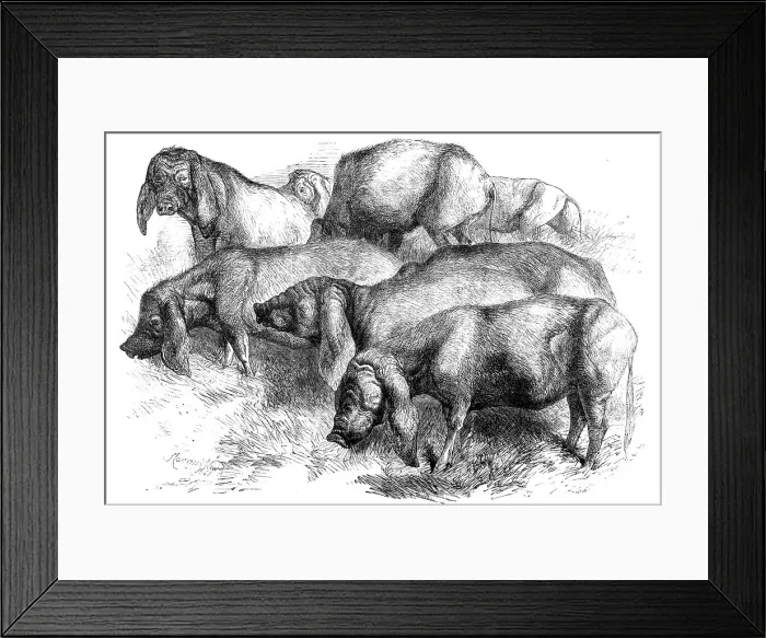 Framed Print : Japanese Pigs, 1862. Creator: Harrison Weir Framed Print : Japanese Pigs, 1862. Creator: Harrison Weir