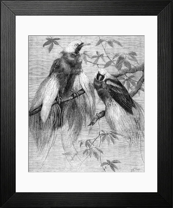 Framed Print : Birds of Paradise in the Zoological Society's Gardens, Regent's Park, 1862. Creator: Friedrich Wilhelm Keyl Framed Print : Birds of Paradise in the Zoological Society's Gardens, Regent's Park, 1862. Creator: Friedrich Wilhelm Keyl
