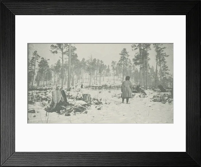 Framed Print : Forest on the Circum-Baikal Road, 1906. Creator: Unknown Framed Print : Forest on the Circum-Baikal Road, 1906. Creator: Unknown