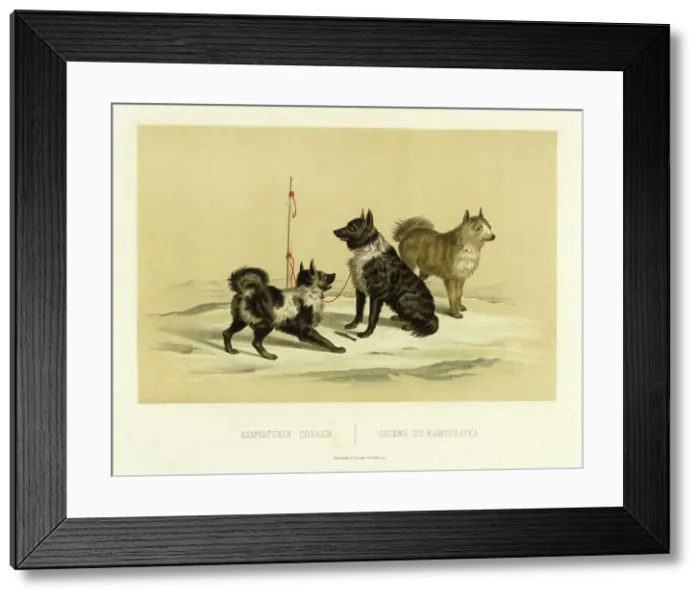 Framed Print : Kamchatka Dogs, 1856. Creator: Ivan Dem'ianovich Bulychev Framed Print : Kamchatka Dogs, 1856. Creator: Ivan Dem'ianovich Bulychev