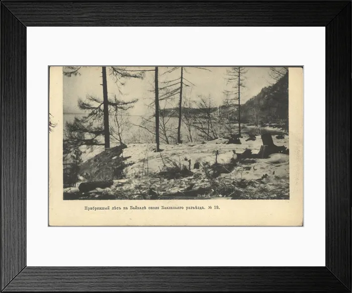 Framed Print : Coastal forest on Lake Baikal near the Baklany junction, 1905. Creator: Unknown Framed Print : Coastal forest on Lake Baikal near the Baklany junction, 1905. Creator: Unknown