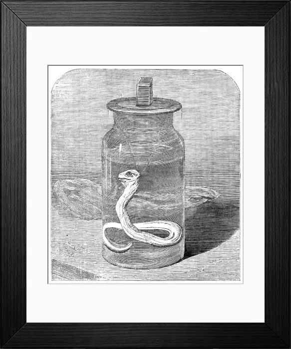 Framed Print : Young python in the Zoological Society's Gardens, 1862. Creator: Unknown Framed Print : Young python in the Zoological Society's Gardens, 1862. Creator: Unknown
