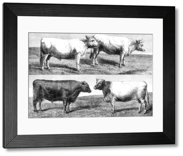Framed Print : The International Cattle Show at Poissy, 1862. Creator: Harrison Weir Framed Print : The International Cattle Show at Poissy, 1862. Creator: Harrison Weir