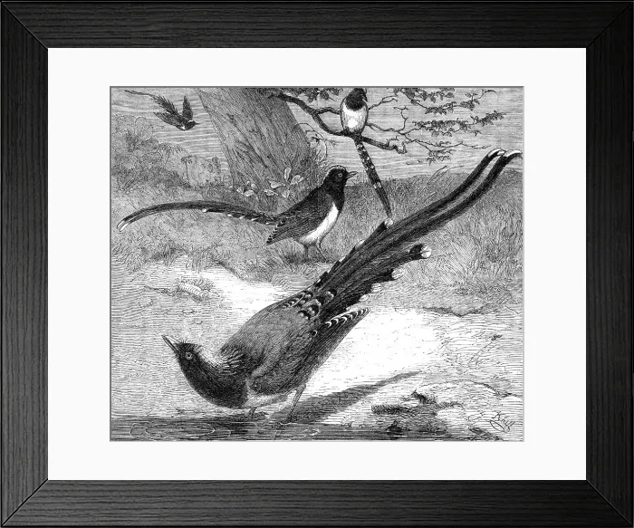 Framed Print : Chinese magpies in the Zoological Society's Gardens, Regent's Park, 1862. Creator: Unknown Framed Print : Chinese magpies in the Zoological Society's Gardens, Regent's Park, 1862. Creator: Unknown