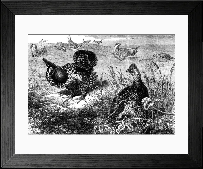 Framed Print : The Prairie Grouse in the Zoological Society's Gardens, Regent's Park, 1862. Creator: Unknown Framed Print : The Prairie Grouse in the Zoological Society's Gardens, Regent's Park, 1862. Creator: Unknown