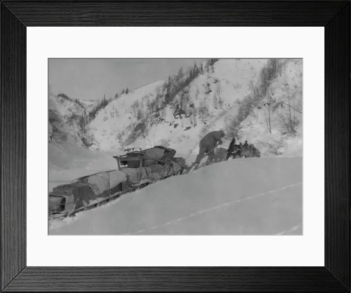Framed Print : Prospector with dog team, between c1900 and 1923. Creator: Unknown Framed Print : Prospector with dog team, between c1900 and 1923. Creator: Unknown