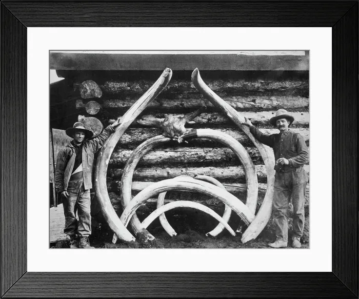 Framed Print : Ancient bones of mastodons, between c1900 and c1930. Creator: Unknown Framed Print : Ancient bones of mastodons, between c1900 and c1930. Creator: Unknown