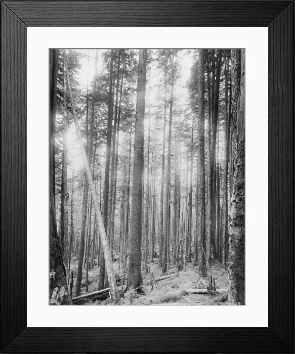 Framed Print : Alaskan spruce trees, between c1900 and 1923. Creator: Unknown Framed Print : Alaskan spruce trees, between c1900 and 1923. Creator: Unknown