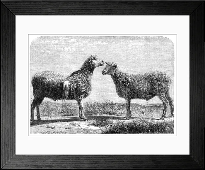 Framed Print : The International Cattle Show at Poissy, 1862. Creator: Friedrich Wilhelm Keyl Framed Print : The International Cattle Show at Poissy, 1862. Creator: Friedrich Wilhelm Keyl