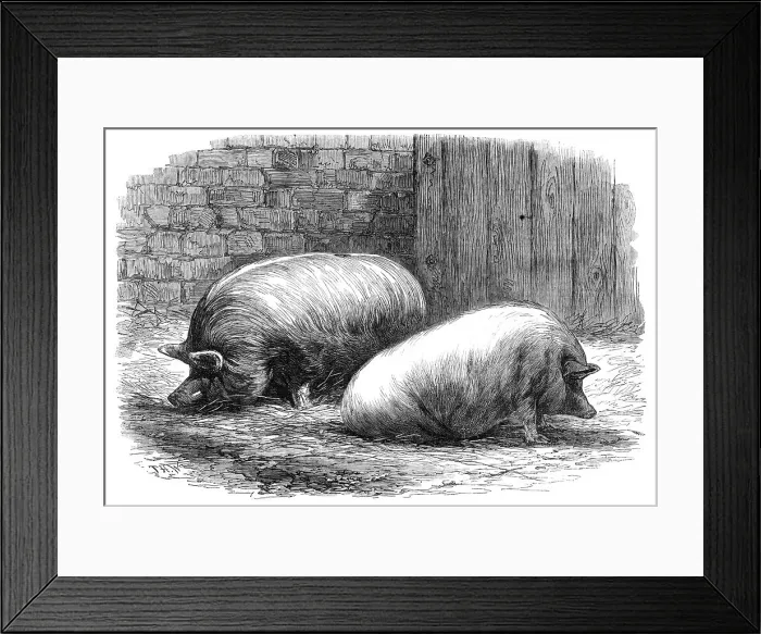 Framed Print : The International Cattle Show at Poissy, 1862. Creator: T. H. W Framed Print : The International Cattle Show at Poissy, 1862. Creator: T. H. W