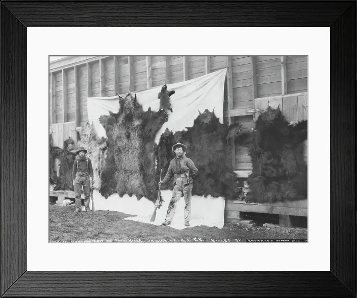Framed Print : Skins of animals killed on Show River [i.e. Snow River] on line of A.C.R.R. 1906. Creator: Unknown