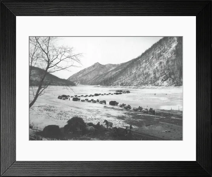 Framed Print : Movement of a caravan of camels on the ice of the Zeya River near the mouth of the Gilyuy River, 1909 Creator: Vladimir Ivanovich Fedorov Framed Print : Movement of a caravan of camels on the ice of the Zeya River near the mouth of the Gilyuy River, 1909 Creator: Vladimir Ivanovich Fedorov