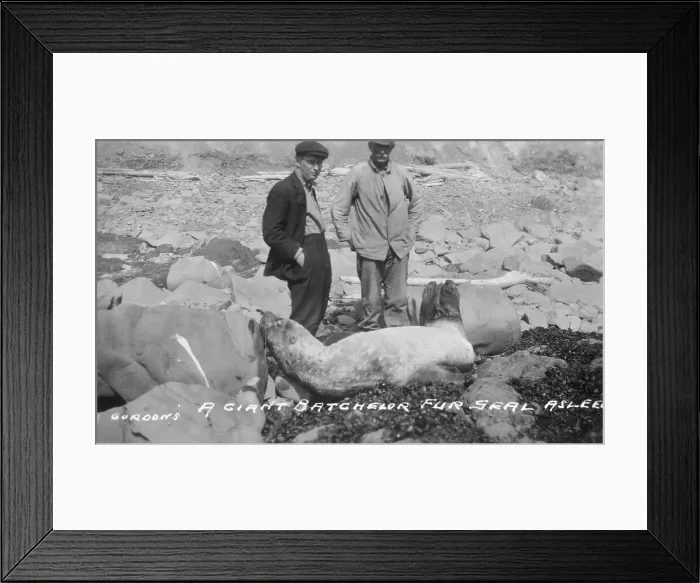 Framed Print : A giant batchelor fur seal asleep, between c1900 and c1930. Creator: Unknown Framed Print : A giant batchelor fur seal asleep, between c1900 and c1930. Creator: Unknown