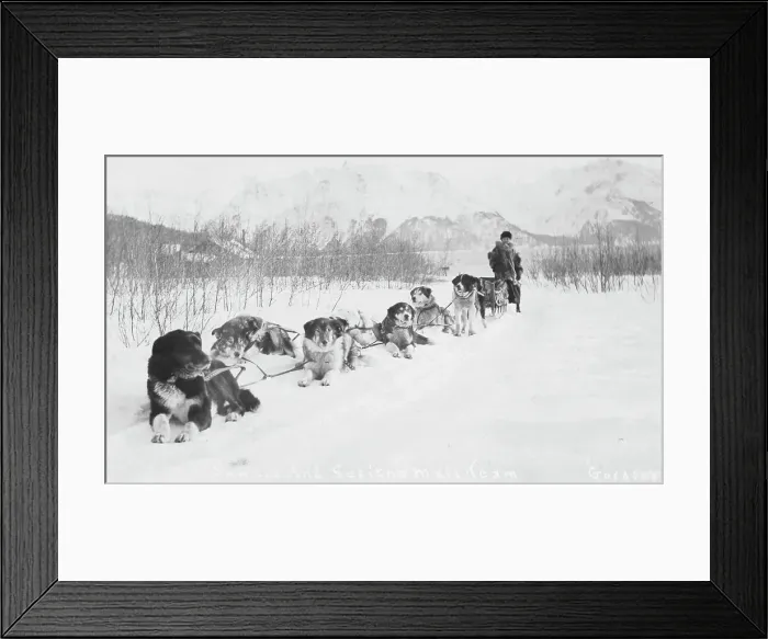 Framed Print : Seward and Susitna mail team, between c1900 and c1930. Creator: Unknown Framed Print : Seward and Susitna mail team, between c1900 and c1930. Creator: Unknown