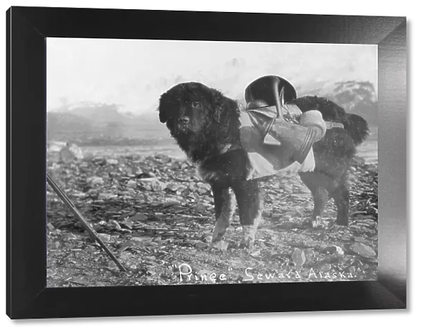 Prince, an Alaskan dog, carrying utensils on his back, between c1900 and c1930. Creator: Unknown