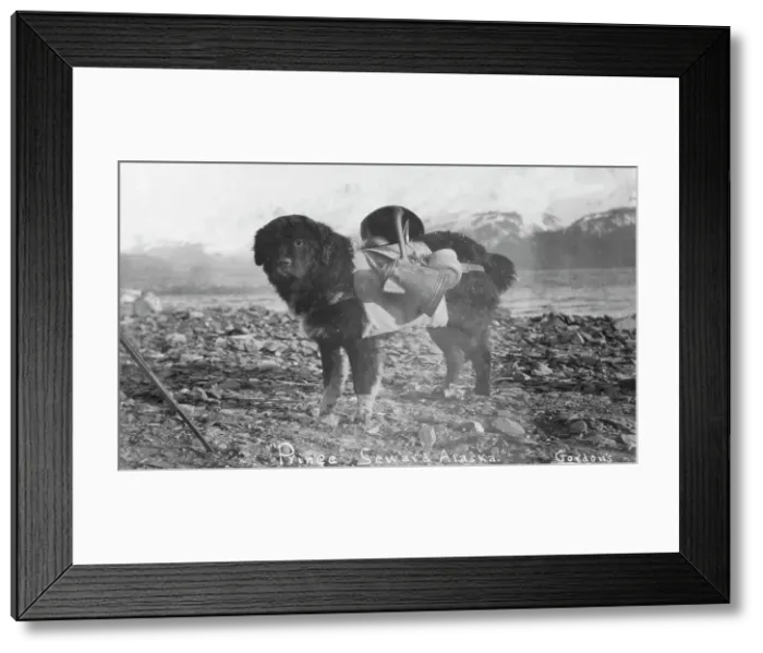 Framed Print : Prince, an Alaskan dog, carrying utensils on his back, between c1900 and c1930. Creator: Unknown Framed Print : Prince, an Alaskan dog, carrying utensils on his back, between c1900 and c1930. Creator: Unknown