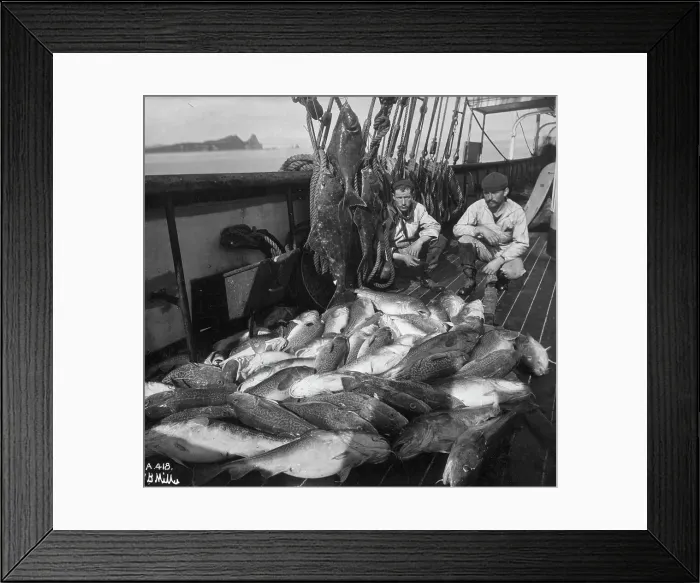 Framed Print : Fishing boat, cod and halibut, before 1927. Creator: Unknown Framed Print : Fishing boat, cod and halibut, before 1927. Creator: Unknown