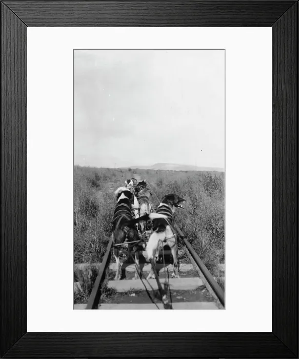 Framed Print : Dog team, between c1900 and 1916. Creator: Unknown Framed Print : Dog team, between c1900 and 1916. Creator: Unknown