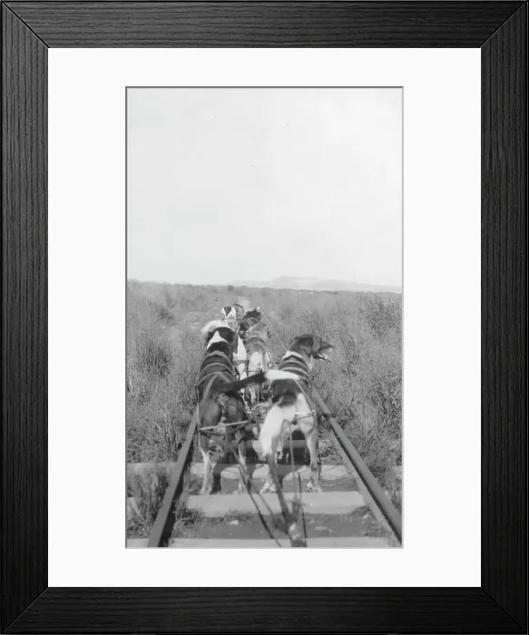 Framed Print : Dogs pulling pupmobile, between c1900 and 1916. Creator: Unknown Framed Print : Dogs pulling pupmobile, between c1900 and 1916. Creator: Unknown