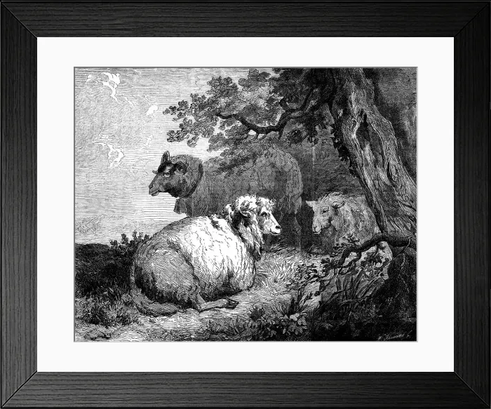 Framed Print : Sheep, by Morland, in the International Exhibition, 1862. Creator: W Thomas. Sheep, by Morland, in the International Exhibition, 1862. Creator: W Thomas Framed Print : Sheep, by Morland, in the International Exhibition, 1862. Creator: W Thomas. Sheep, by Morland, in the International Exhibition, 1862. Creator: W Thomas
