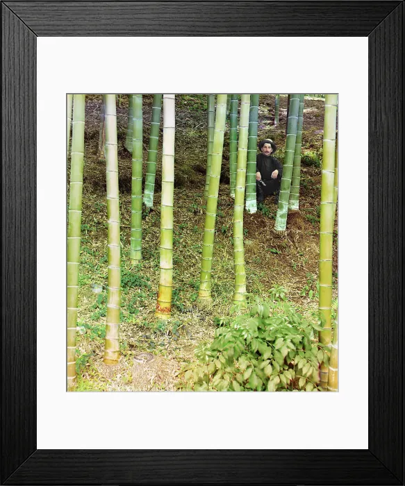 Framed Print : Moozo bamboo, Chakva, between 1905 and 1915. Creator: Sergey Mikhaylovich Prokudin-Gorsky Framed Print : Moozo bamboo, Chakva, between 1905 and 1915. Creator: Sergey Mikhaylovich Prokudin-Gorsky