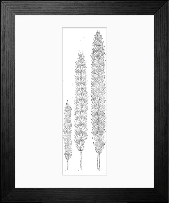 Framed Print : Hallett's pedigree nursery wheat, 1862. Creator: Unknown Framed Print : Hallett's pedigree nursery wheat, 1862. Creator: Unknown