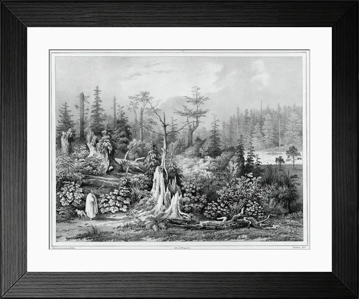 Framed Print : Vegetation around the settlement of Novo-Arkhangelsk (northwest coast of America), 19th century. Creators: Friedrich Heinrich Kittlitz, Louis-Pierre-Alphonse Bichebois Framed Print : Vegetation around the settlement of Novo-Arkhangelsk (northwest coast of America), 19th century. Creators: Friedrich Heinrich Kittlitz, Louis-Pierre-Alphonse Bichebois